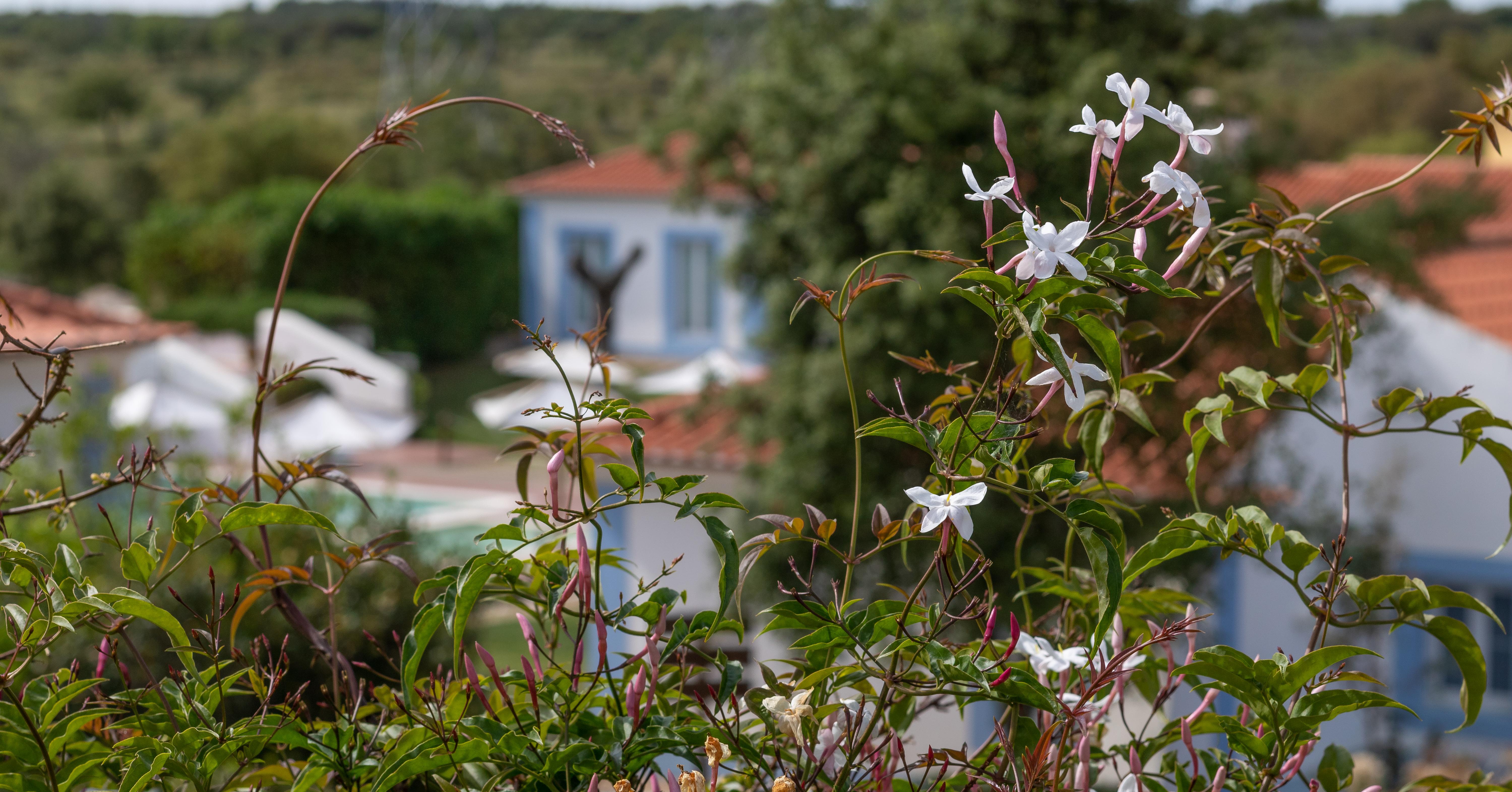 Monte do Giestal - Casas de Campo&Spa Abela Exterior foto